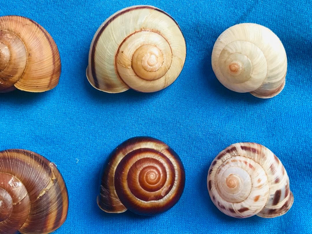 貝標本カタツムリEuhadra grata emurai sp黒色個体レアセット