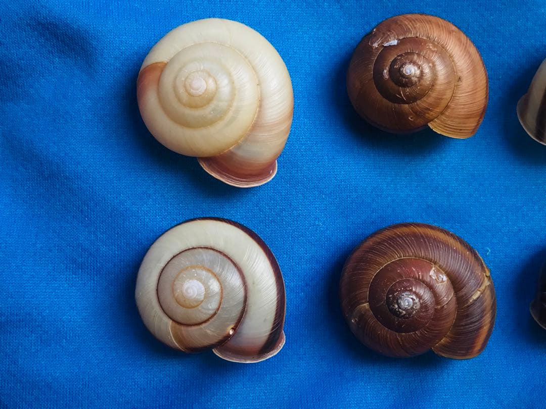 貝標本カタツムリEuhadra grata emurai sp黒色個体レアセット