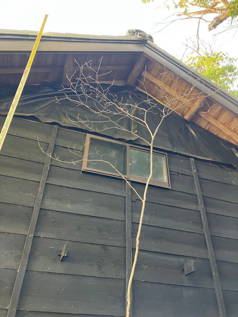 40 山採り　ヤマコウバシ