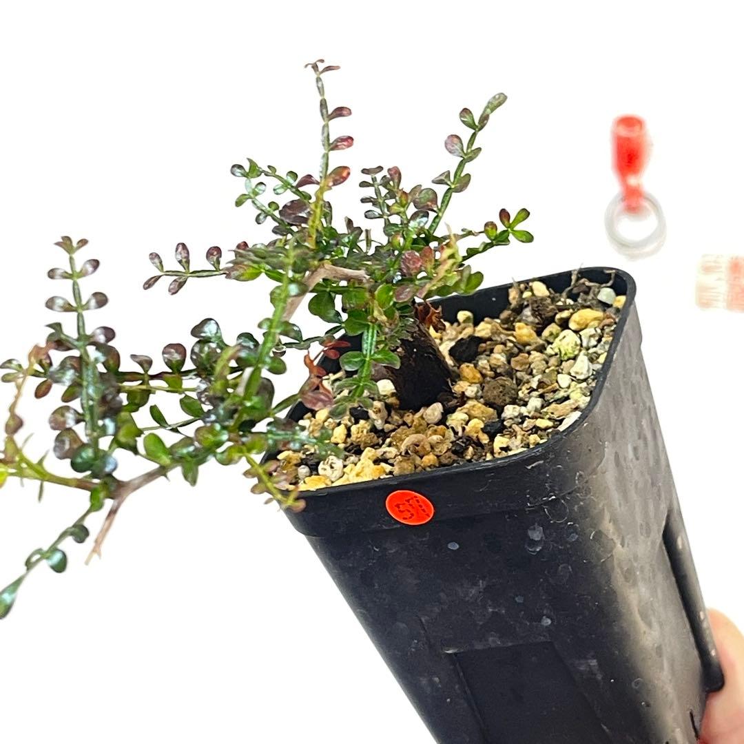 塊根植物】オペルクリカリアパキプス 根挿し パワータンク57 - メルカリ