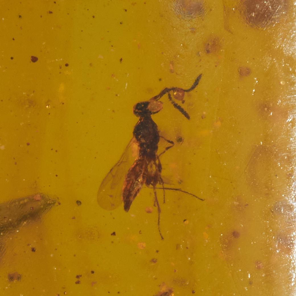 ZB114虫入り琥珀化石 ミャンマー カムティかタナイ産 9900万年前