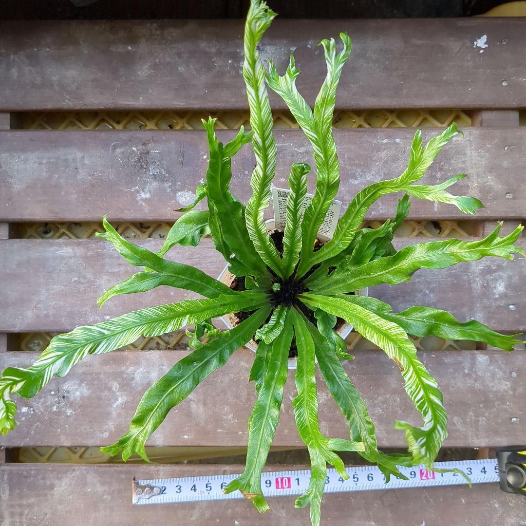 アスプレニウムニダスバリエガータ土日限定価格 - メルカリ