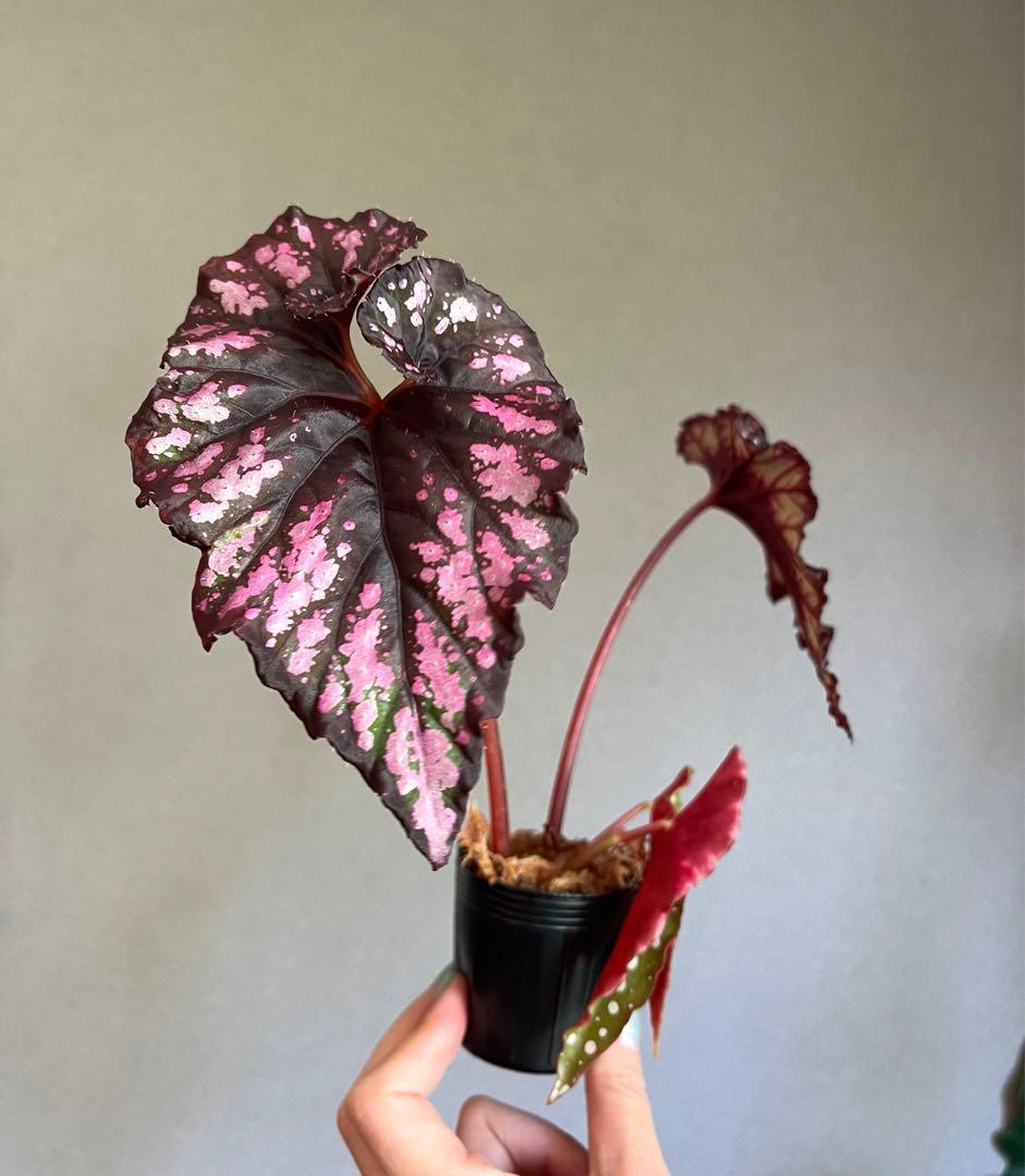 ボリューム！美しいベゴニア2種植えベゴニアマクラータ、レックス