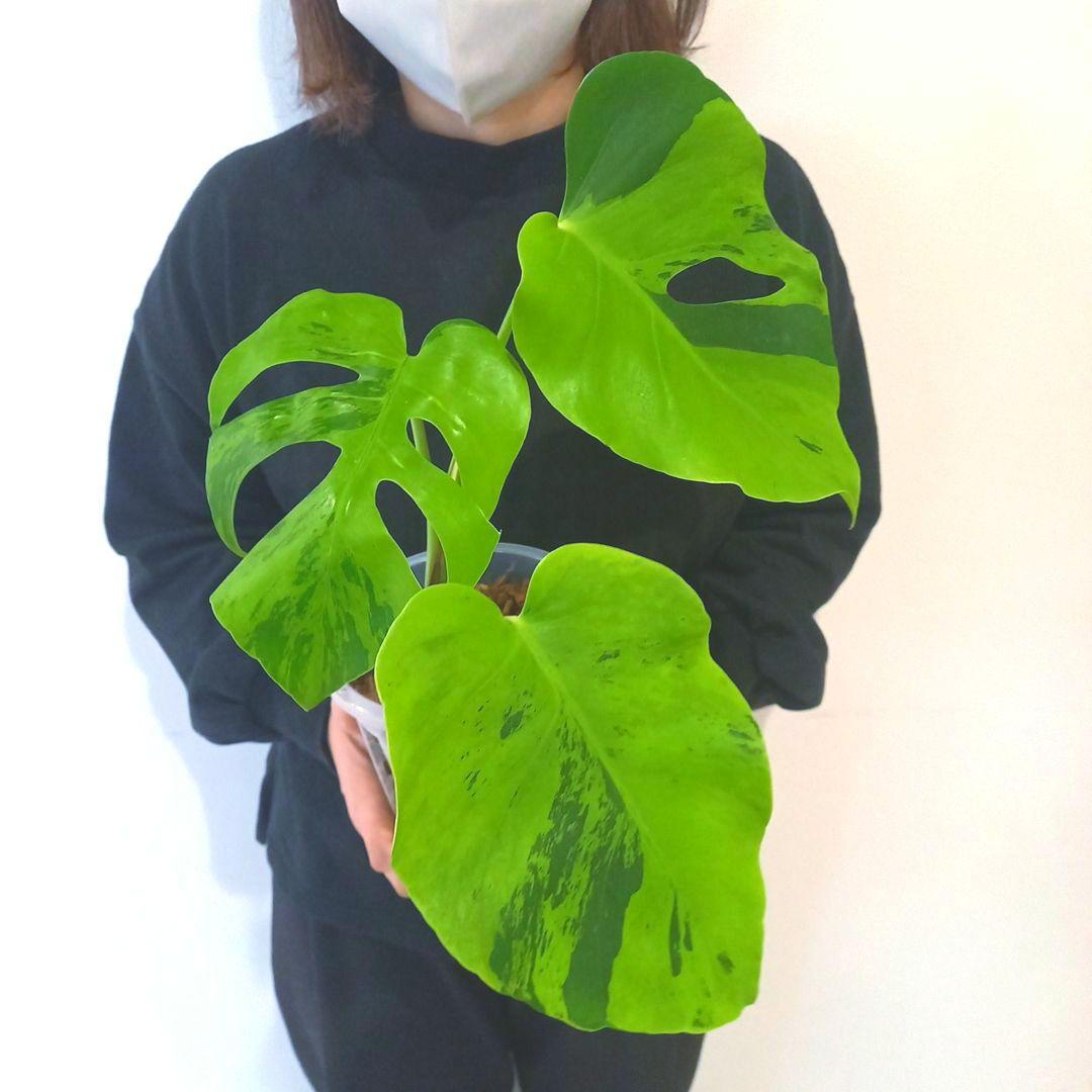 超絶希少 モンステラ デリシオーサ ライトライム（Light Lime）