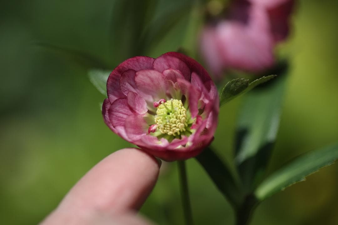 クリスマスローズ 開花実績株 DDピンクグラデーション