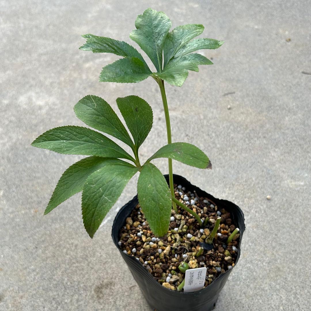 クリスマスローズ 開花実績株 DDピンクグラデーション