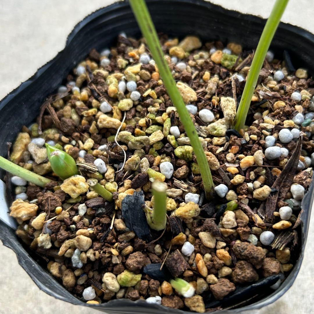 クリスマスローズ 開花実績株 DDピンクグラデーション