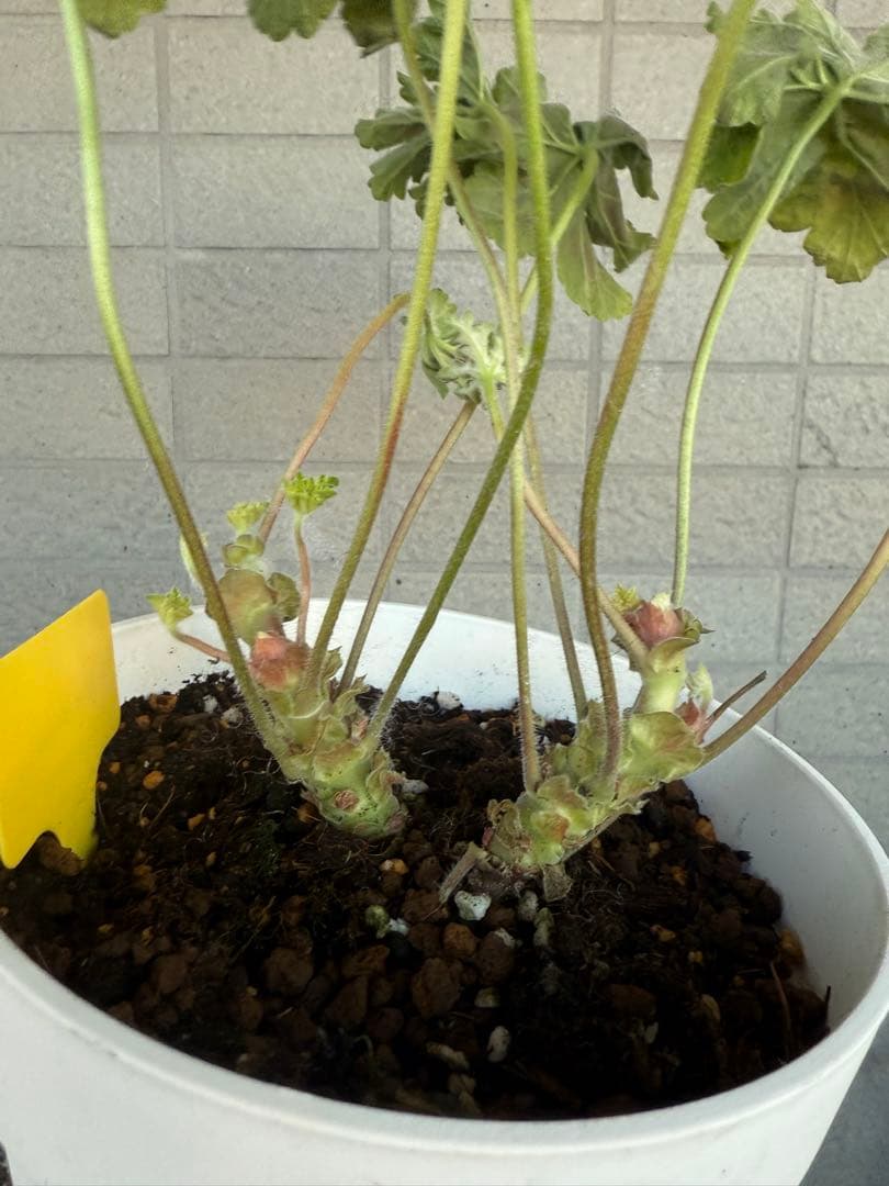 同捆超新品黄色ゼラニウム苗