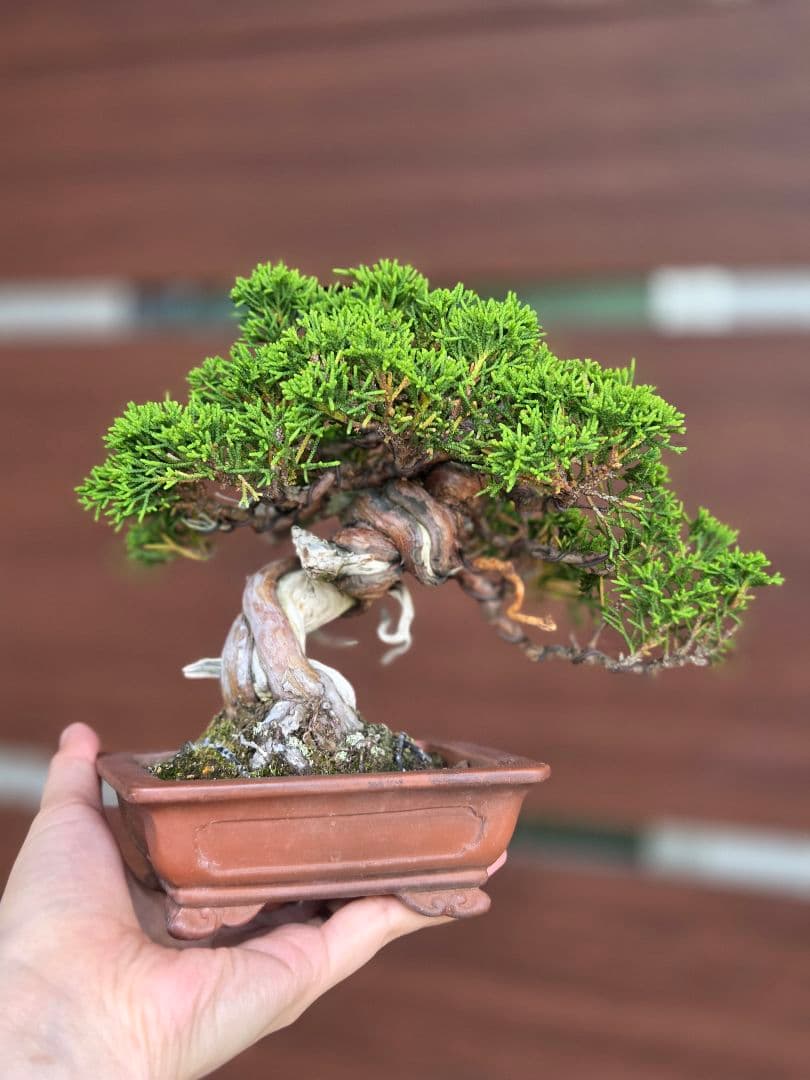 真柏　小品盆栽　盆栽　松　盆栽鉢