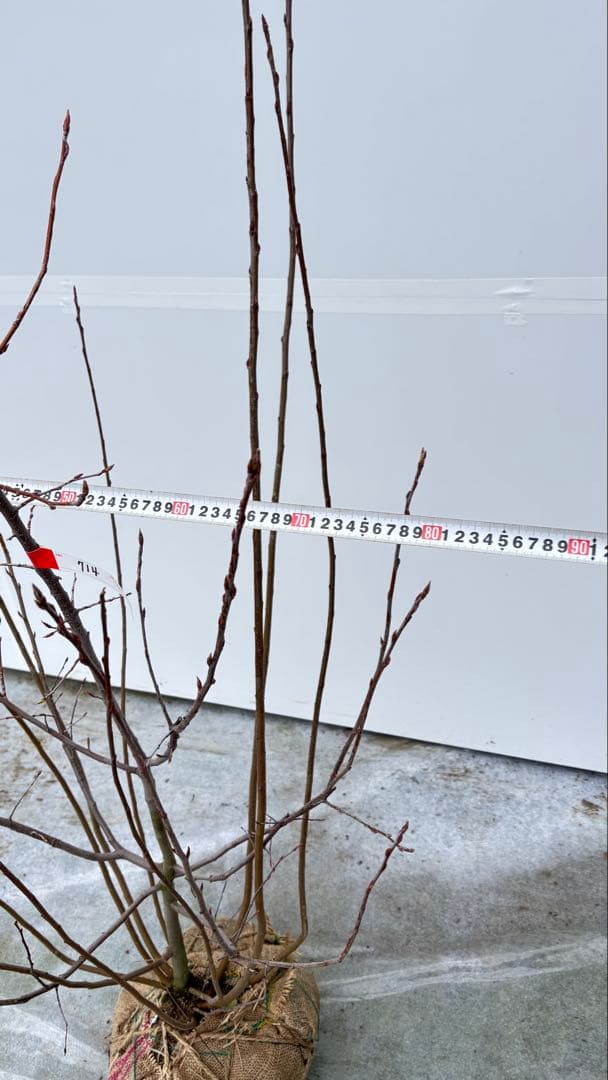 整った樹形 株立の ジューンベリー 714 樹高1.3m位 アメリカザイフリボク