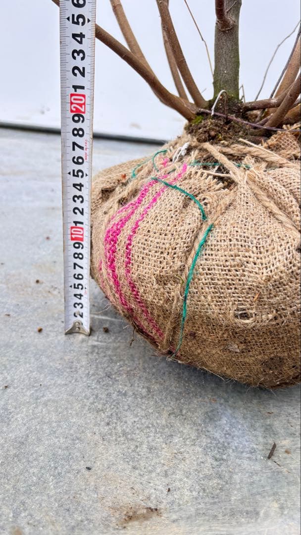 整った樹形 株立の ジューンベリー 714 樹高1.3m位 アメリカザイフリボク