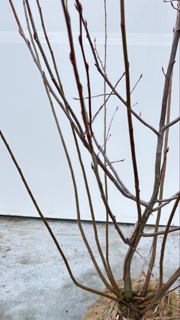 整った樹形 株立の ジューンベリー 714 樹高1.3m位 アメリカザイフリボク