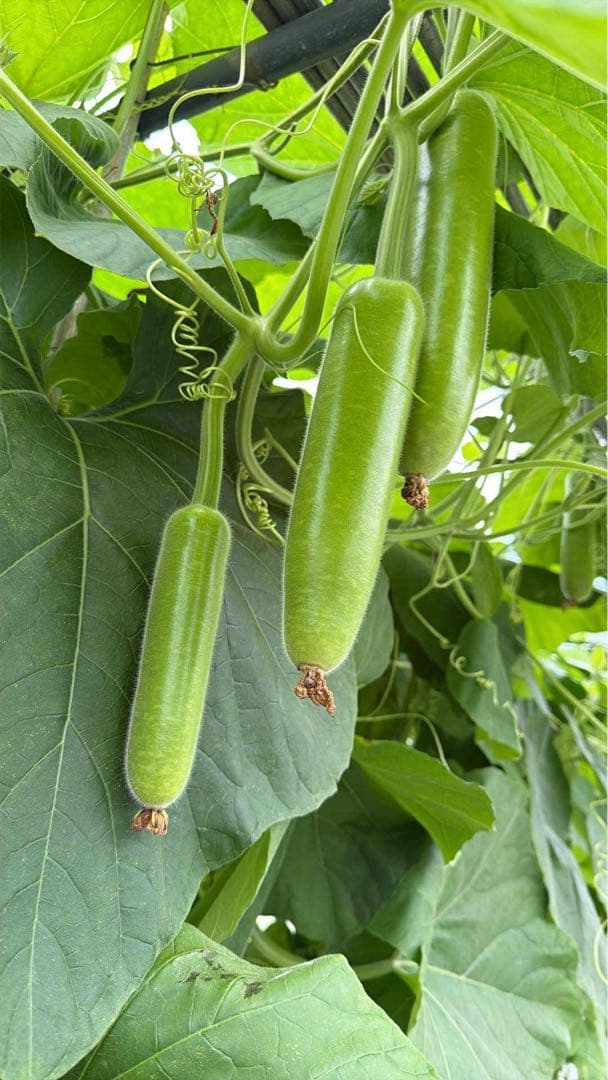 新鮮 なユウガオ19キロ