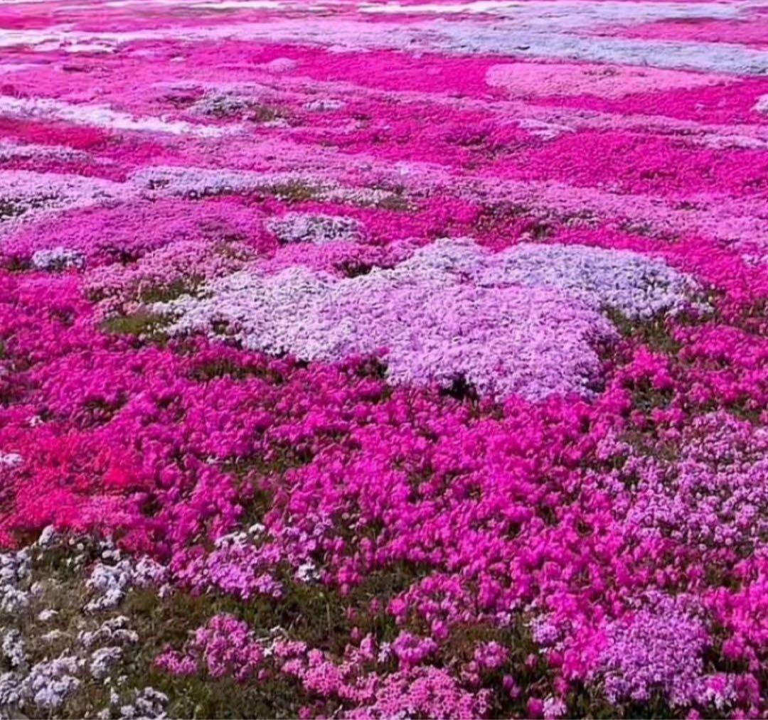 COACH長財布レインボーマルチカラーシグネチャーホワイト.ストラップ付.新品