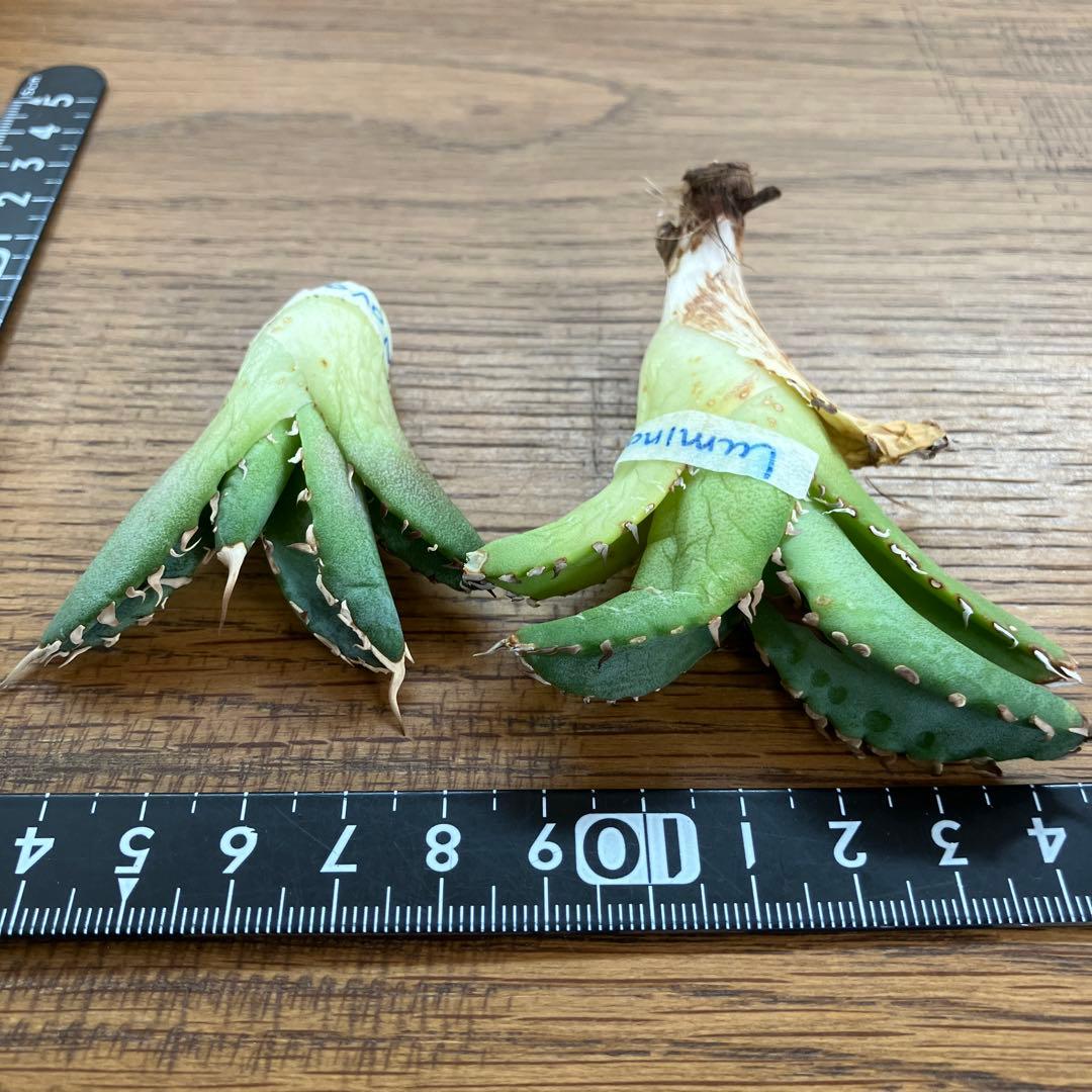 レ*ド様 【初売りオークション】124 匿名配送 REZA産　アガベ　ノヴァ/ル