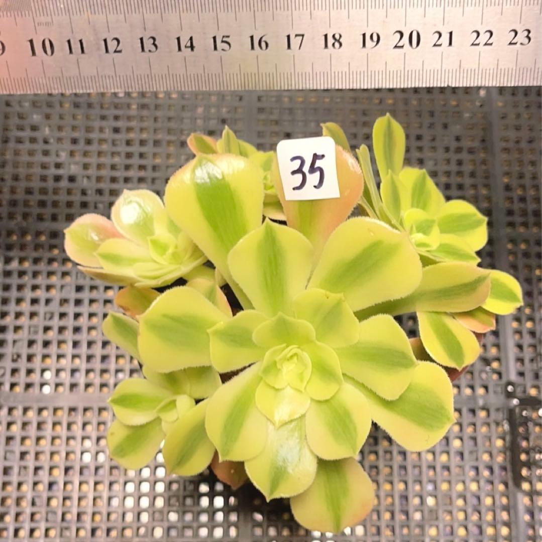 35#多肉植物アエオニウム錦❤️ 洛神❤️5頭13cm拔き苗！