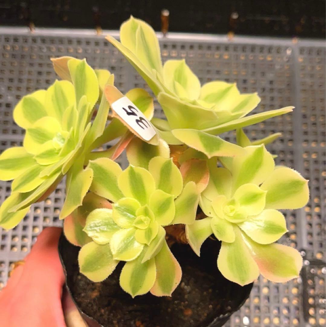 35#多肉植物アエオニウム錦❤️ 洛神❤️5頭13cm拔き苗！