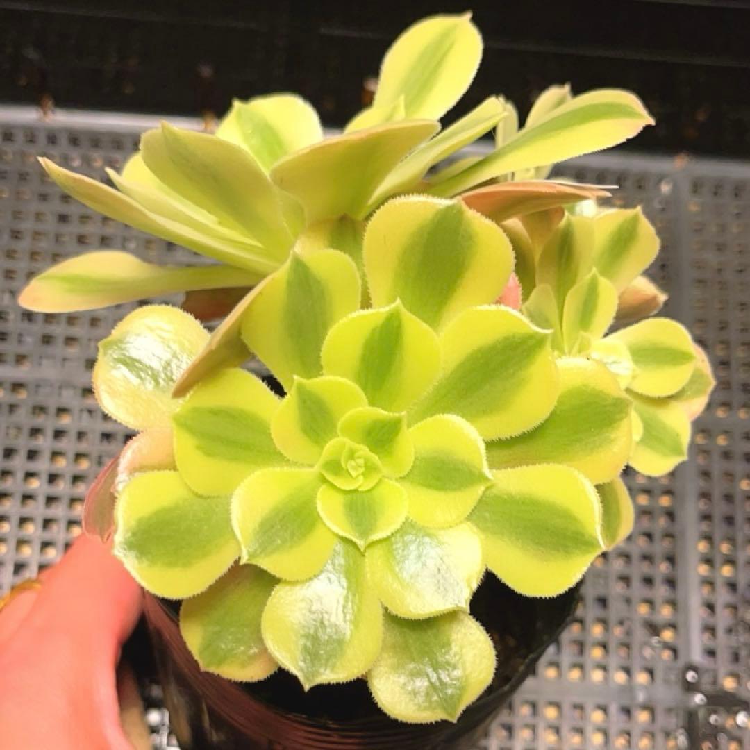 35#多肉植物アエオニウム錦❤️ 洛神❤️5頭13cm拔き苗！