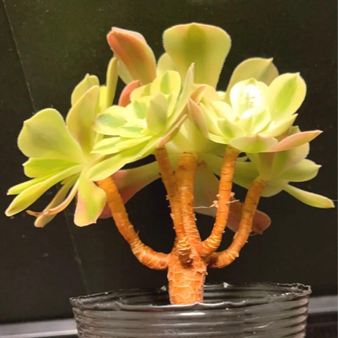 35#多肉植物アエオニウム錦❤️ 洛神❤️5頭13cm拔き苗！