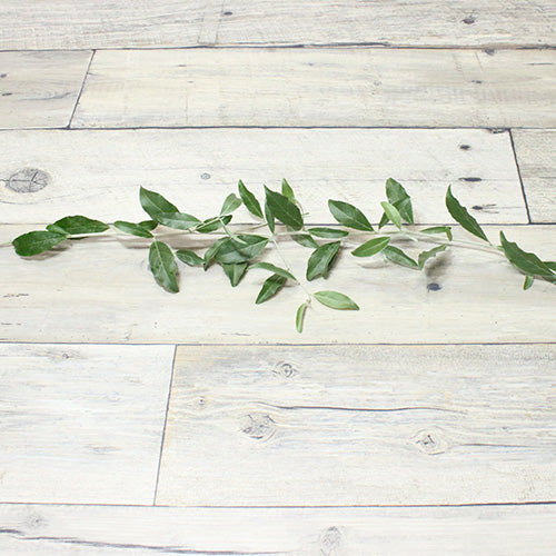 ロシアンオリーブ – agri.co.jp