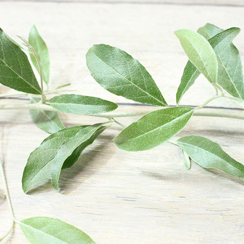 ロシアンオリーブ – agri.co.jp