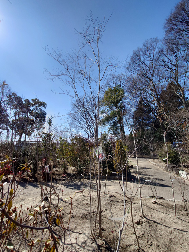 山採り自然樹形オトコヨウゾメ販売 秋元園芸