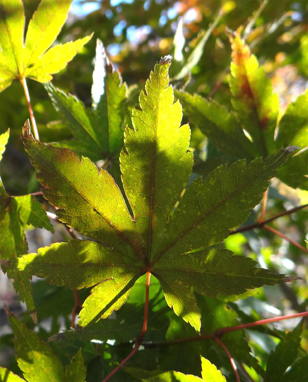 山採り自然樹形ヤマモミジ販売 秋元園芸 茨城那珂市