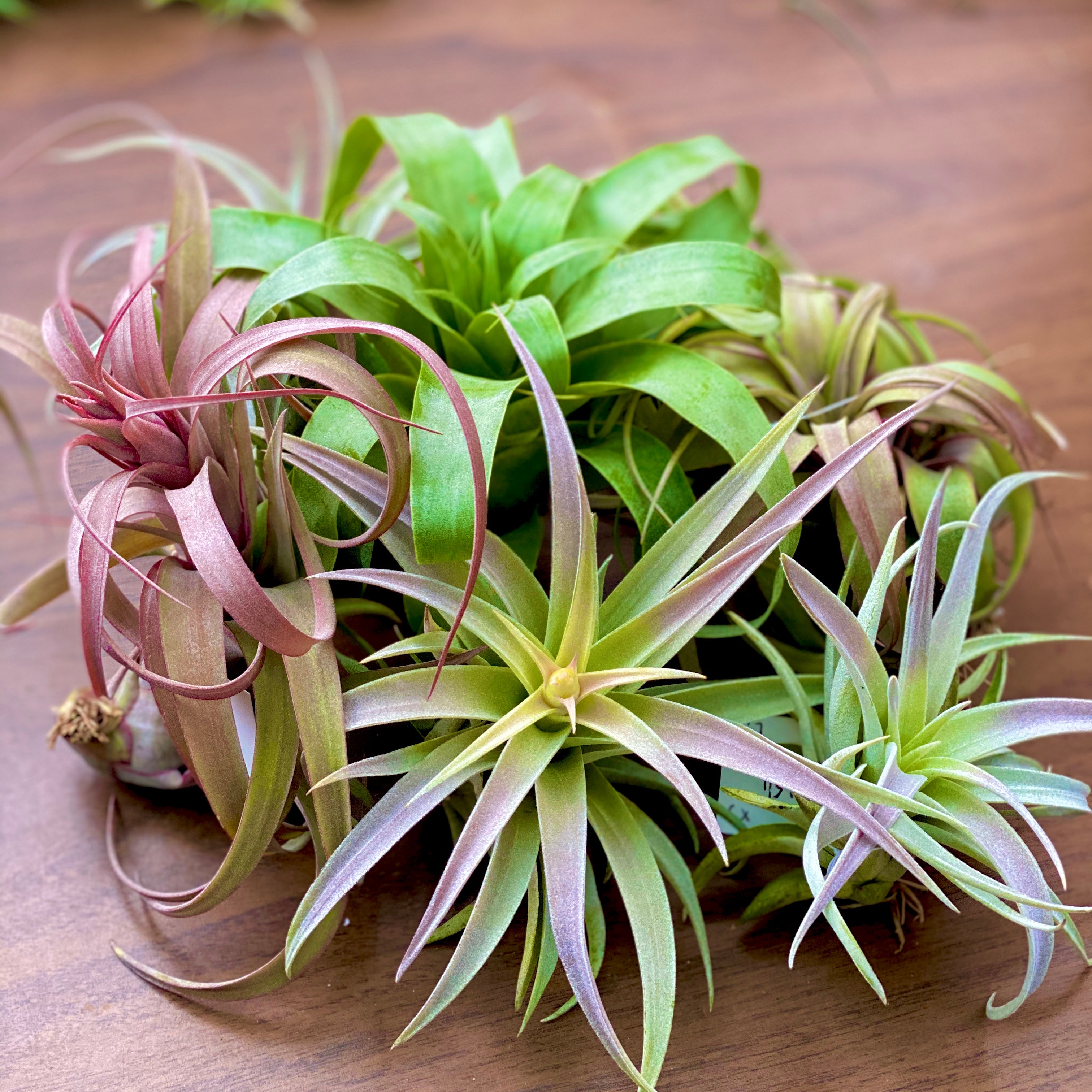 エア プランツ ハブ: ティランジア、エア プランツ ギフト、用品を最