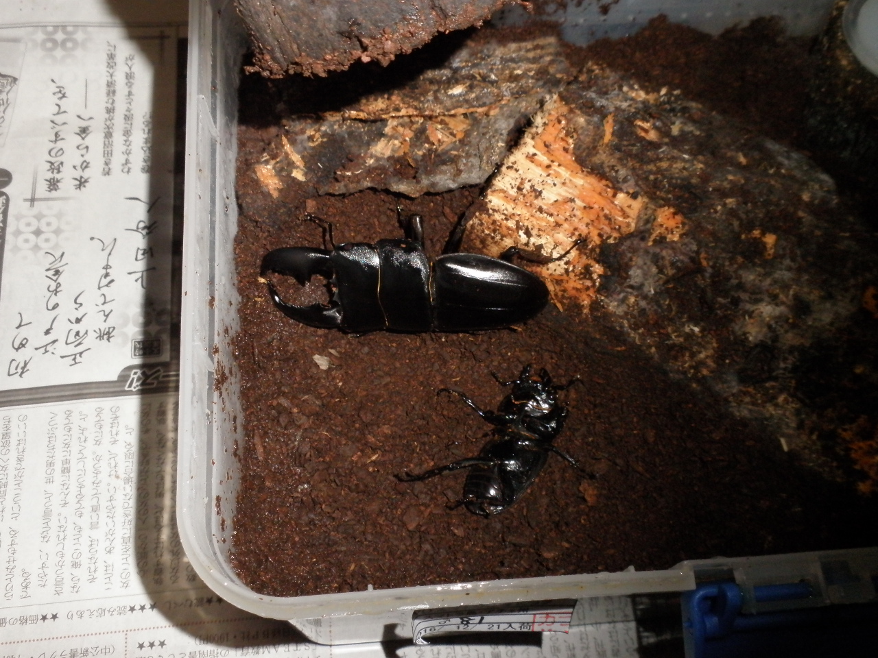 スマトラオオヒラタとパラワンオオヒラタを個別飼育へ