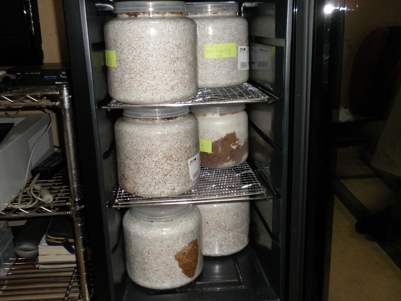 クワガタの幼虫飼育にワインセラー活用法