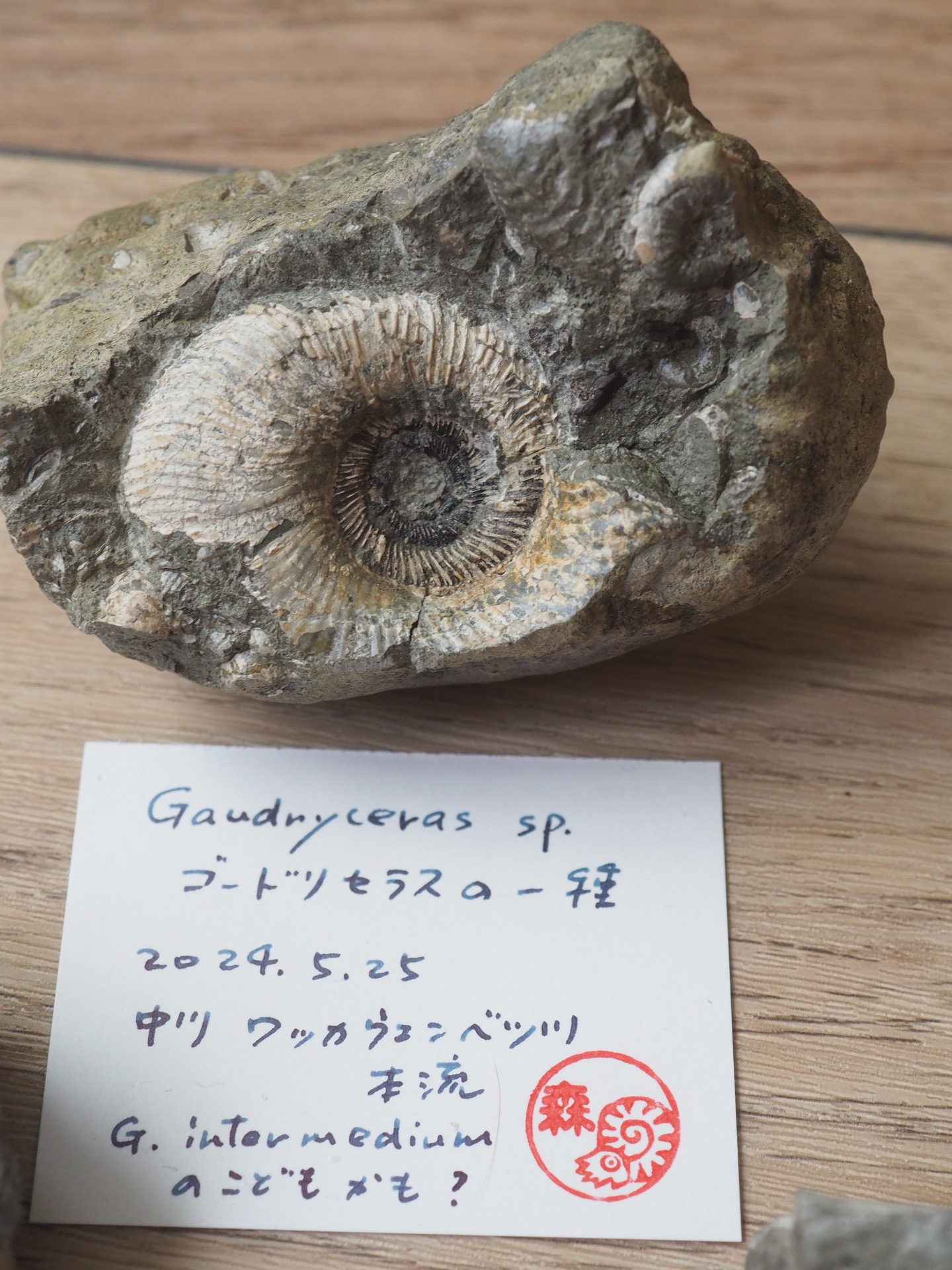 アンモナイトのお知らせ3つ (展示会・新刊・おまけ付きサイン本