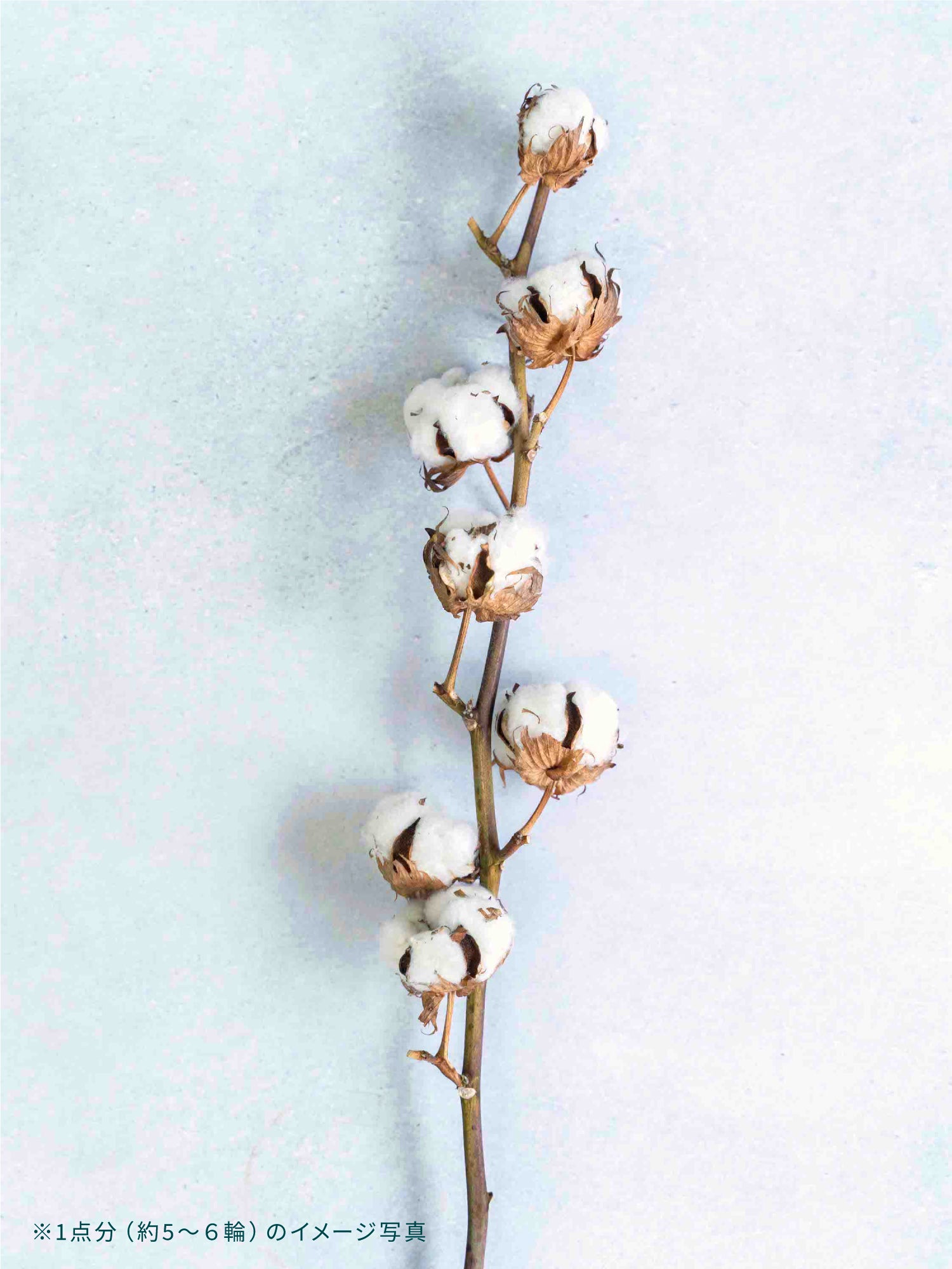 ドライ花材 コットンフラワー | お花の通販AND PLANTS (アンドプランツ)