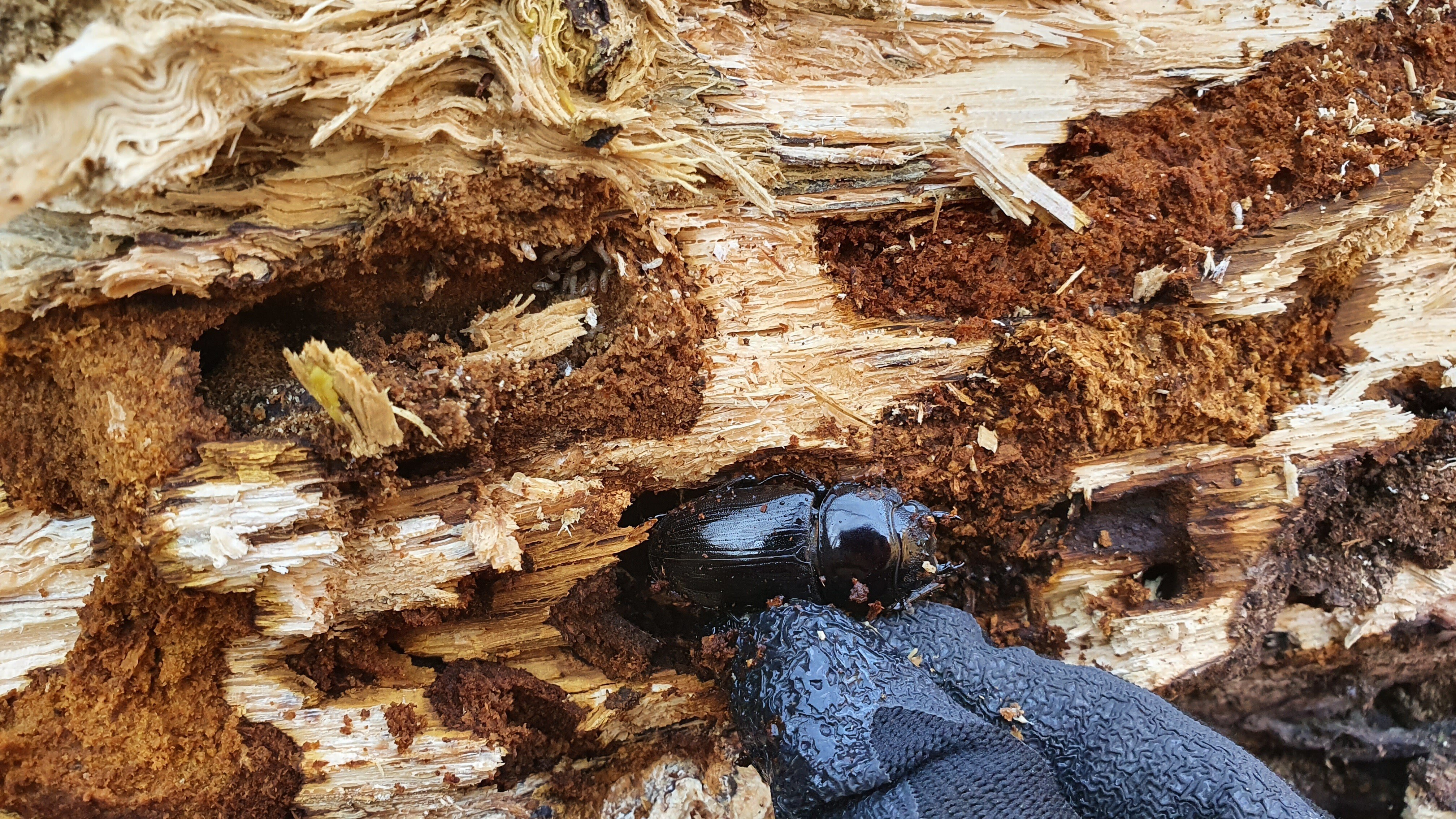 山梨県 オオクワガタ材割り採集記 ｜キヨタミ