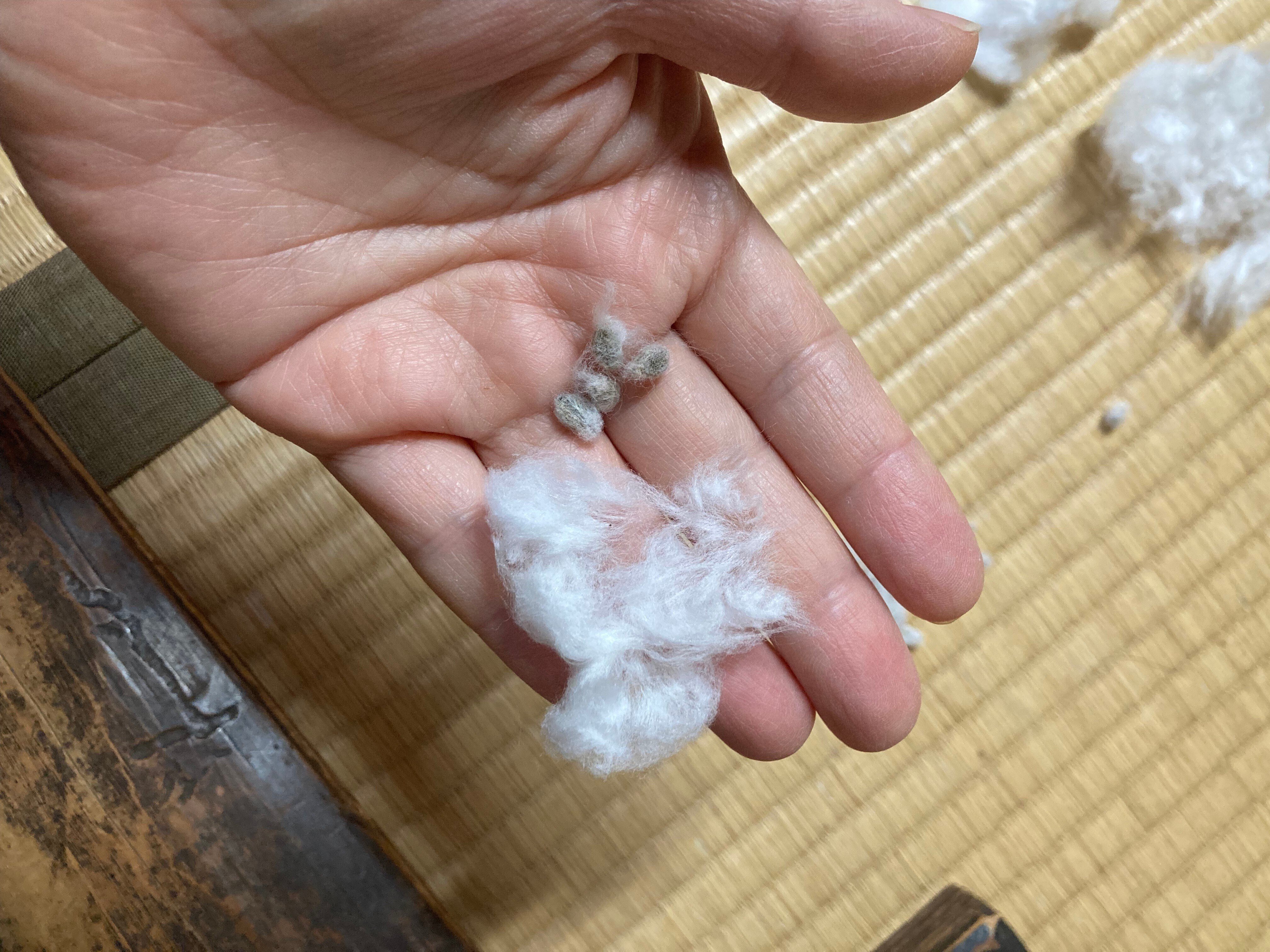 わた仕事 その1: 綿繰り（わたくり）｜わたぐらし