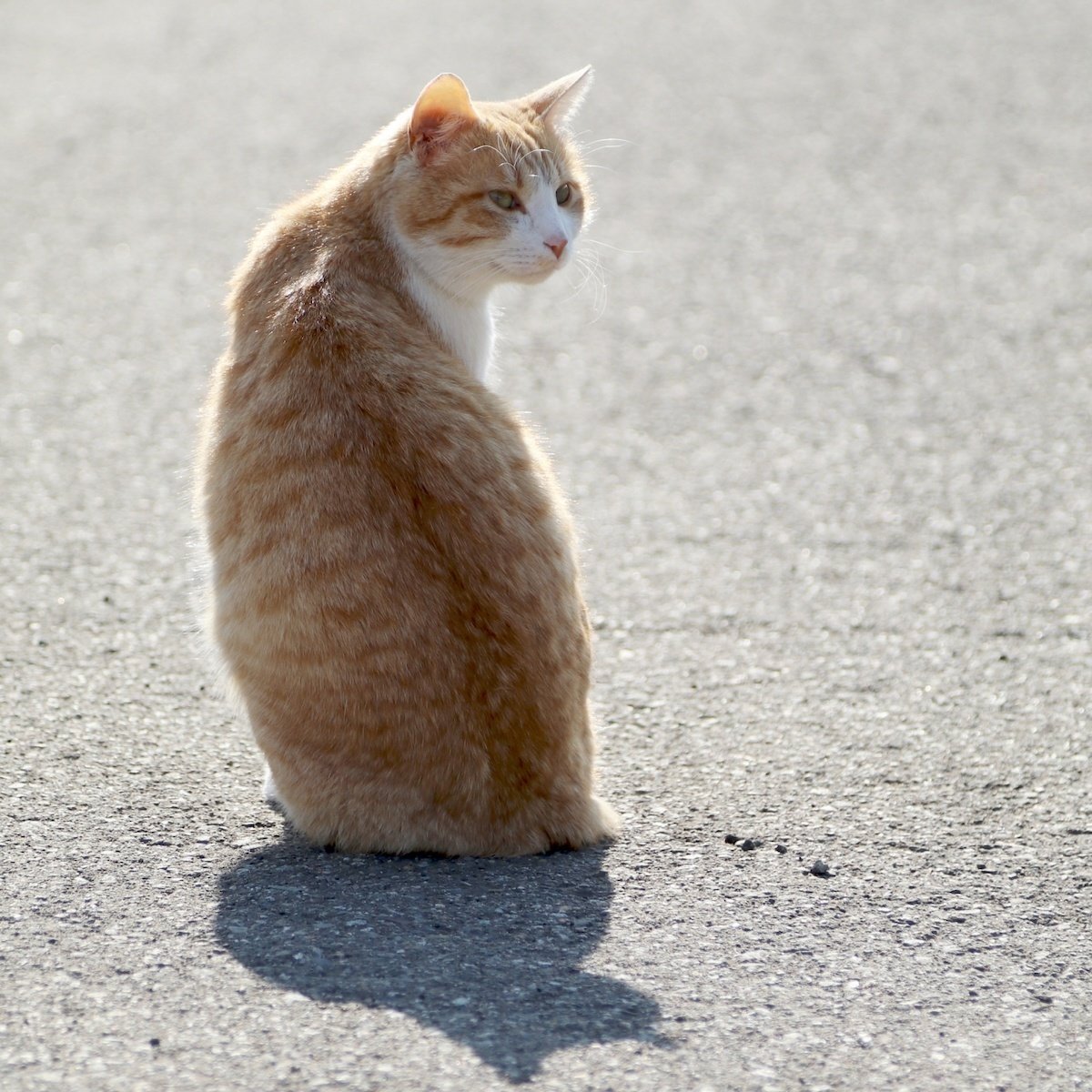 見返り美人はもう古い？4匹の猫が一斉に振り返ると…「見返り美猫」に