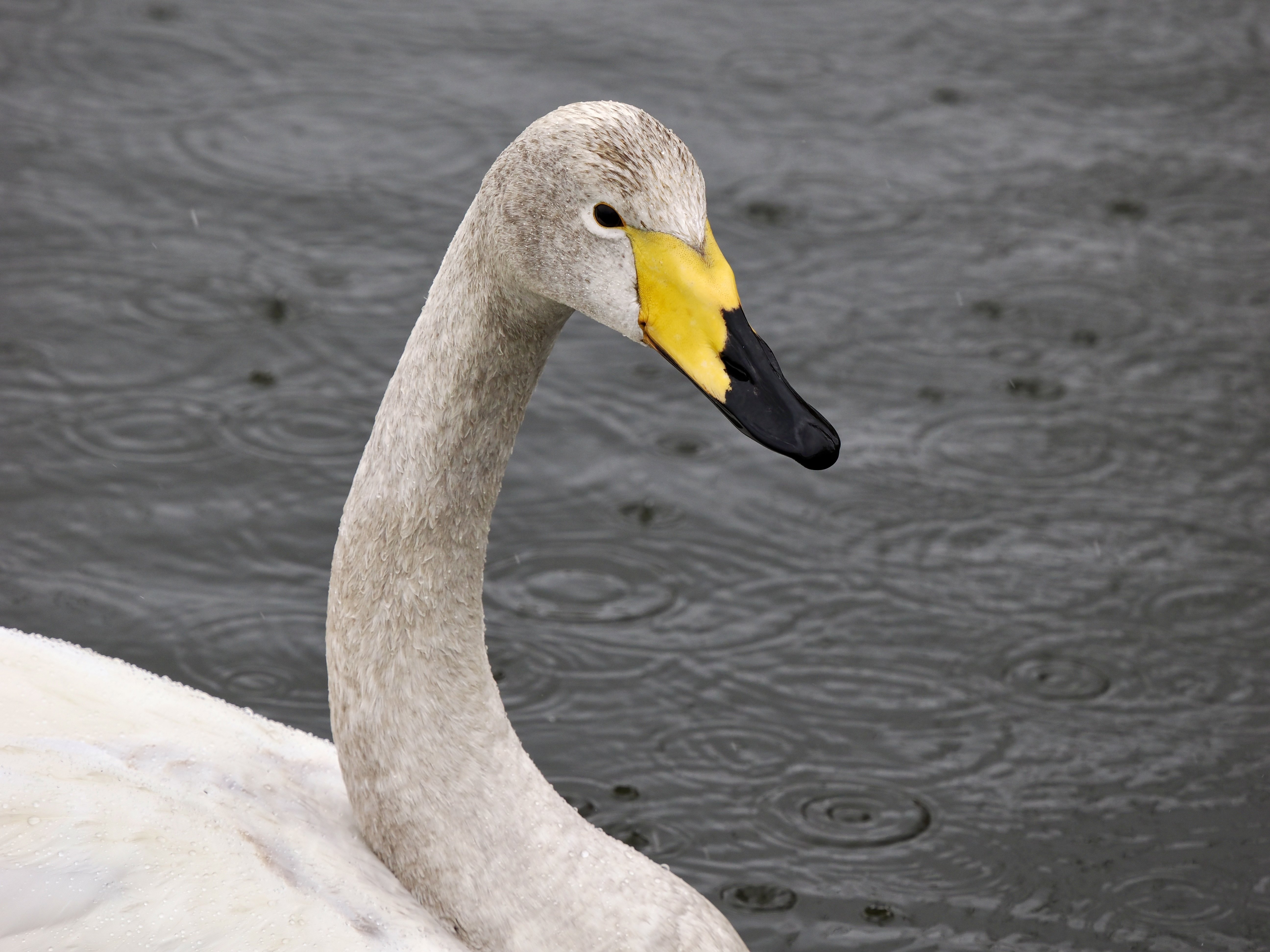 雨に濡れる優雅な白鳥の姿に感激の野鳥撮影！（OM SYSTEM OM-1Ⅱ/M