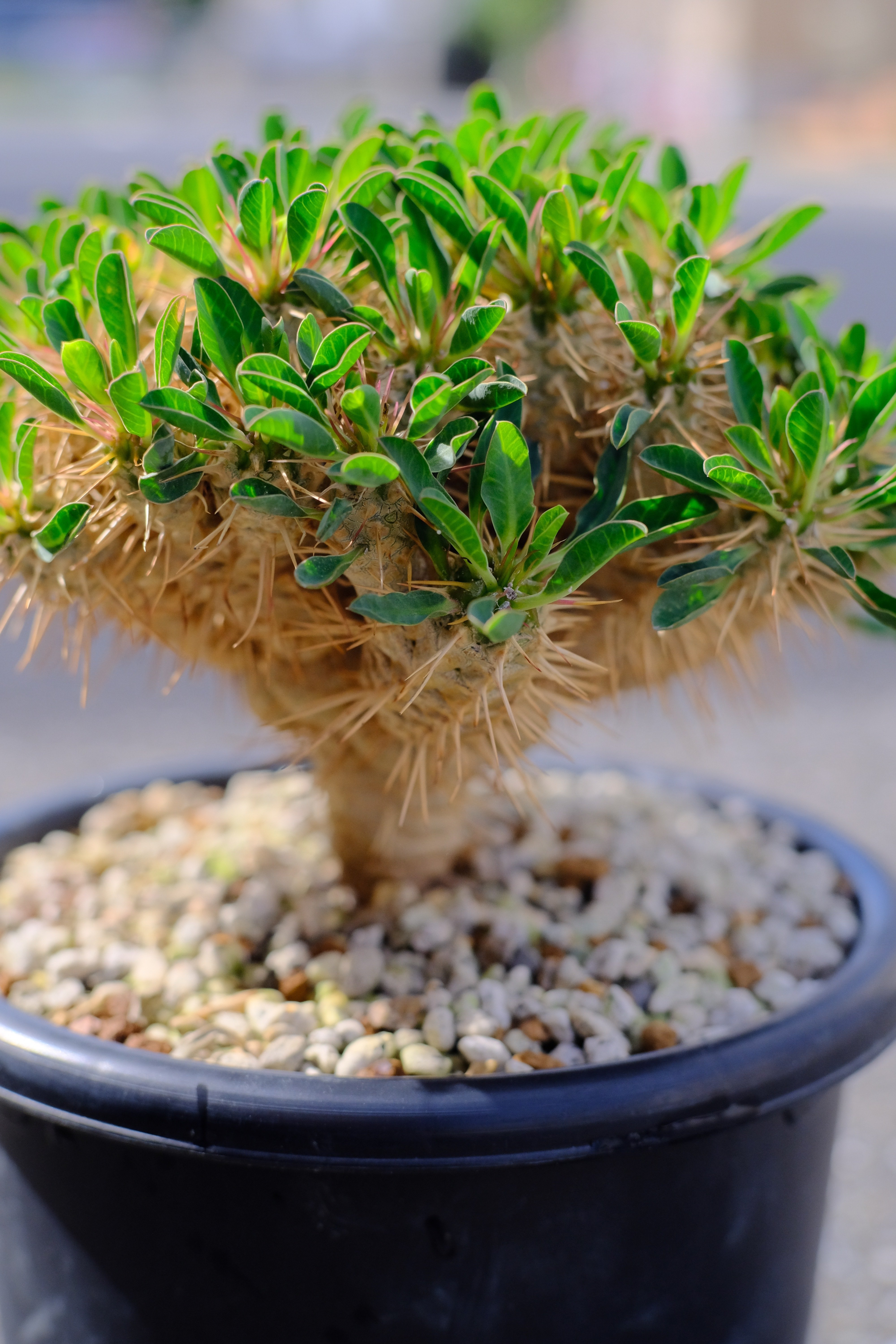 第1回 実生株を見てほしいの会 〜ギラウミニアナ〜｜ノプラ