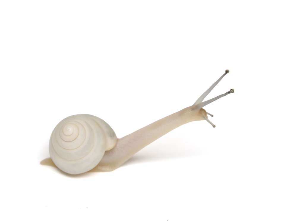 絶滅が危惧されるカタツムリ2種の生息域外保全｜竜洋昆虫自然観察公園