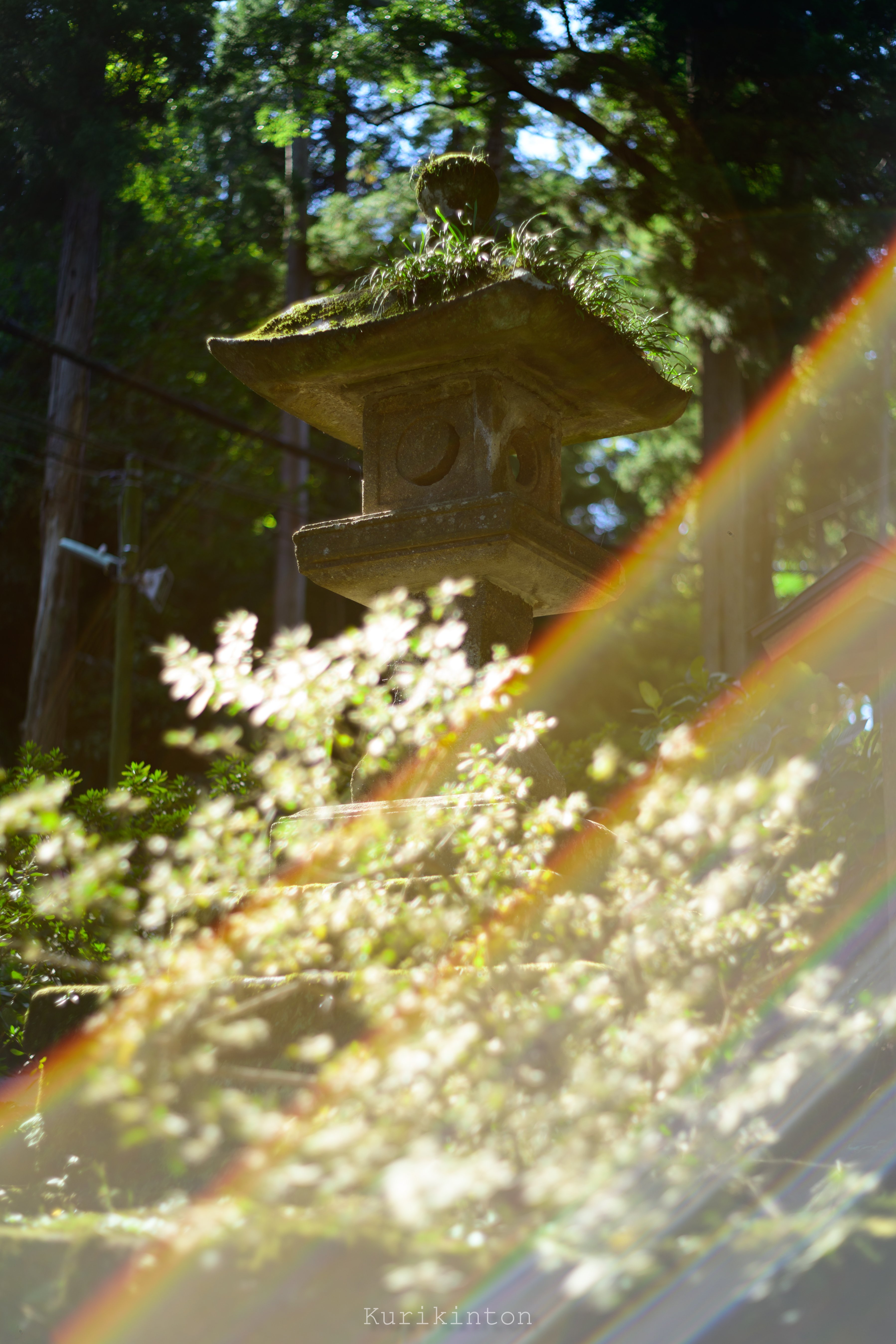 🌈虹のフレア祭り🌈：Super-Takumar 55mm f1.8｜栗きんとん