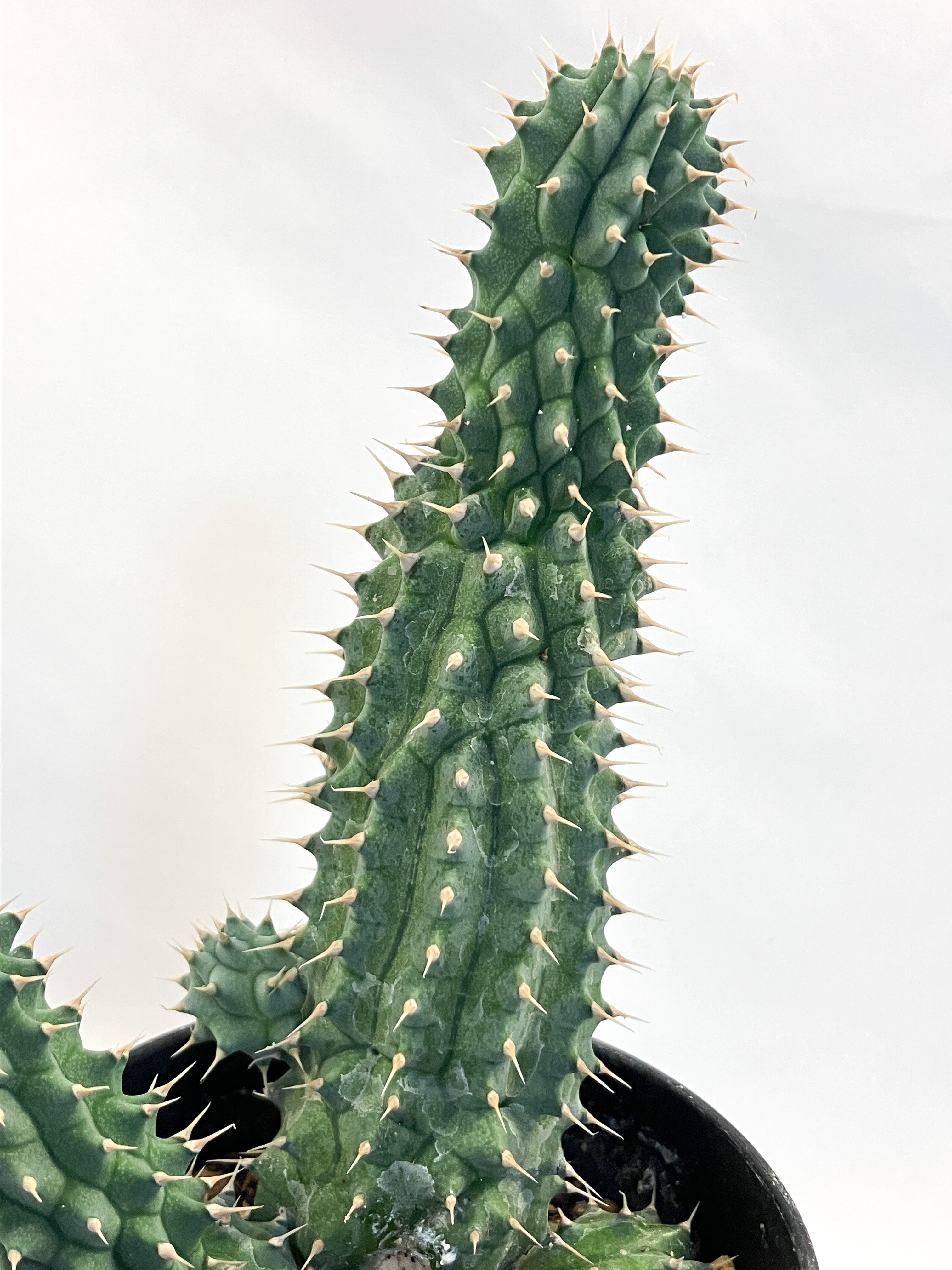 ユーフォルビア ポリゴナ – アぺロ・ヒュ―レ