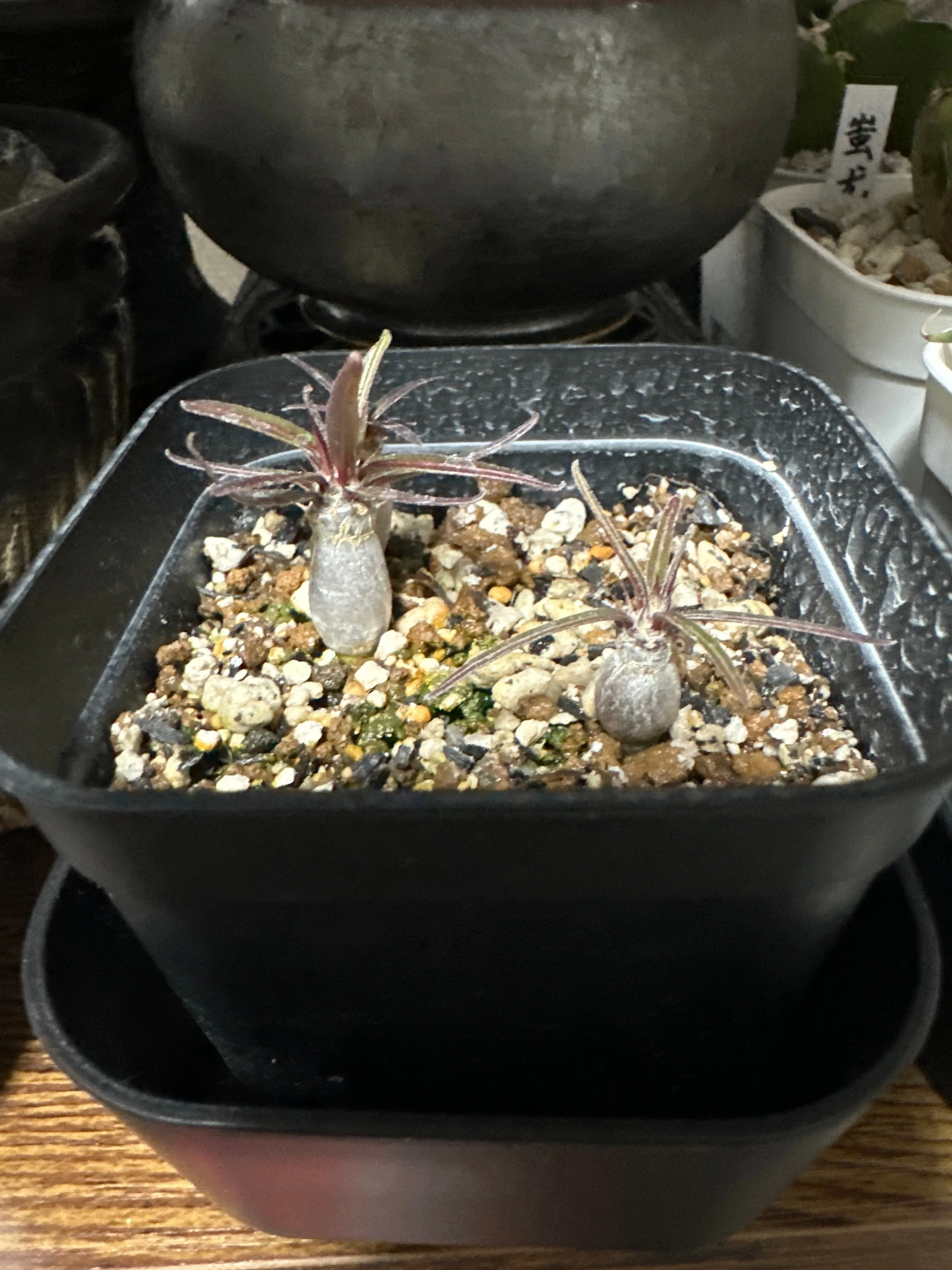 種子] パキポディウム グラキリス Lot.2025H Pachypodium rosulatum