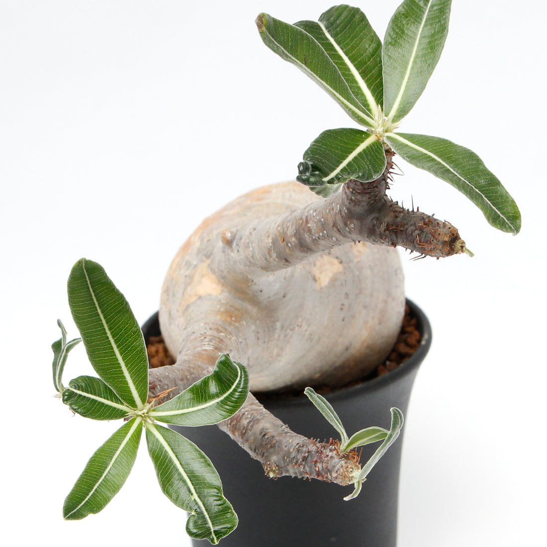 Pachypodium】パキポディウム・グラキリス(象牙宮) – AT.1011