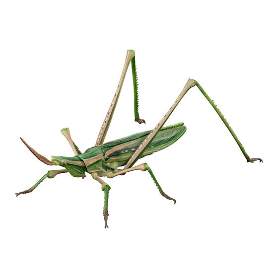 いきもの大図鑑アドバンス オオカマキリとショウリョウバッタ