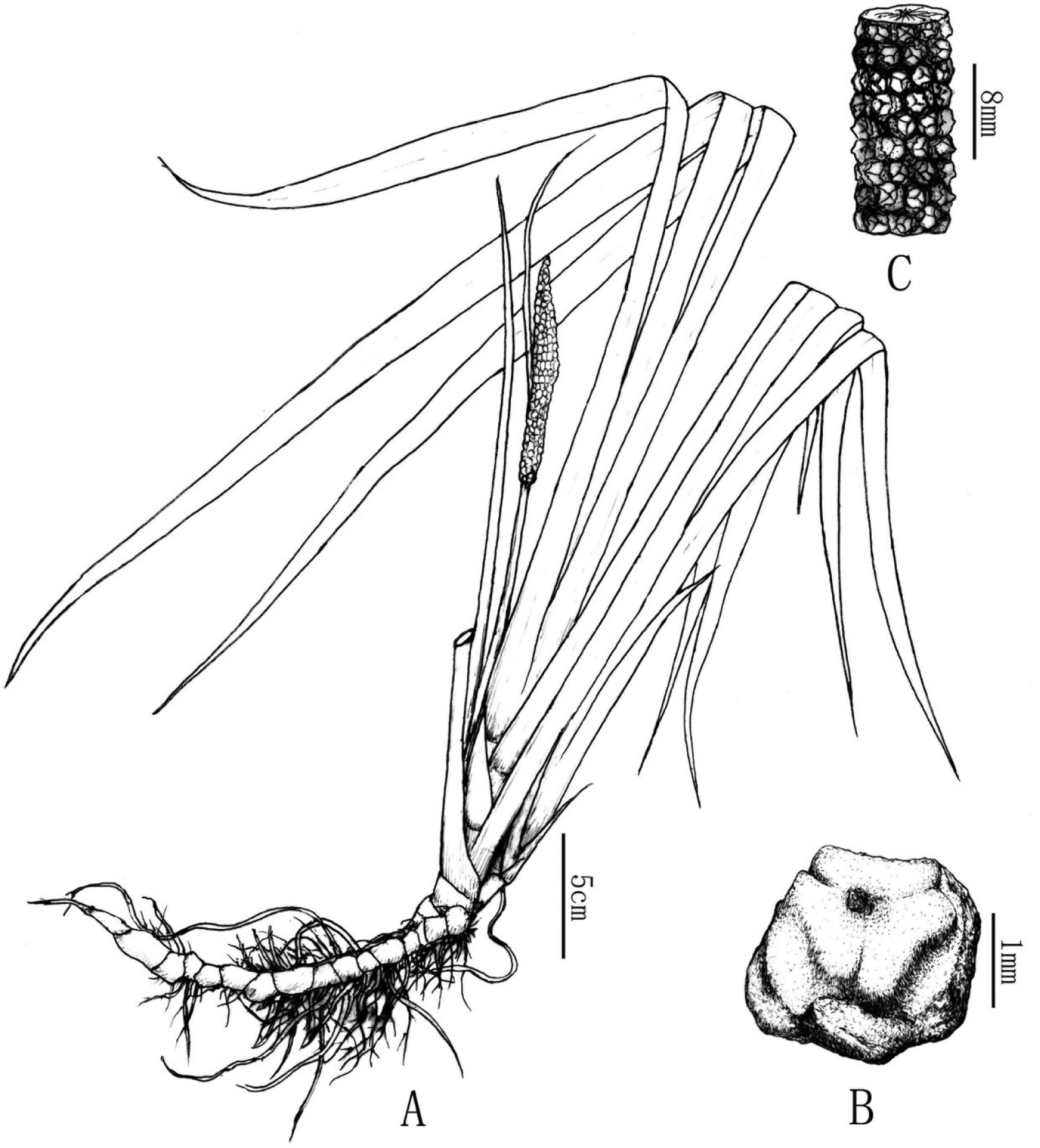 Acorus shannai (Acoraceae), a new species from Southern China