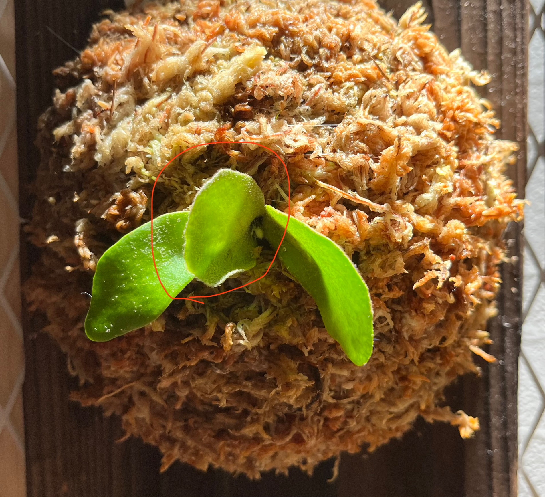 金童 ビカクシダの森