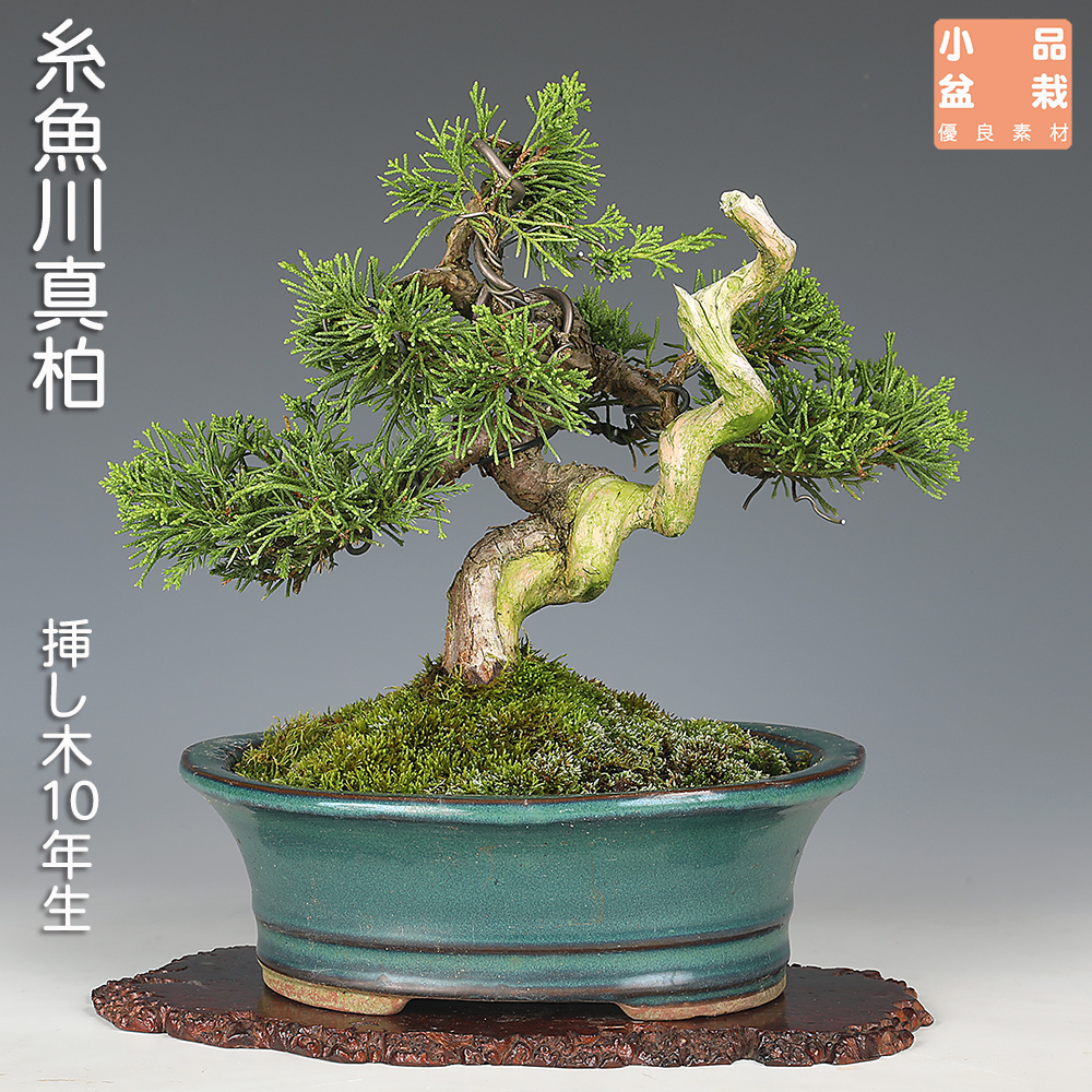 真柏 | 盆栽、盆栽書籍、盆栽鉢の通販│近代出版