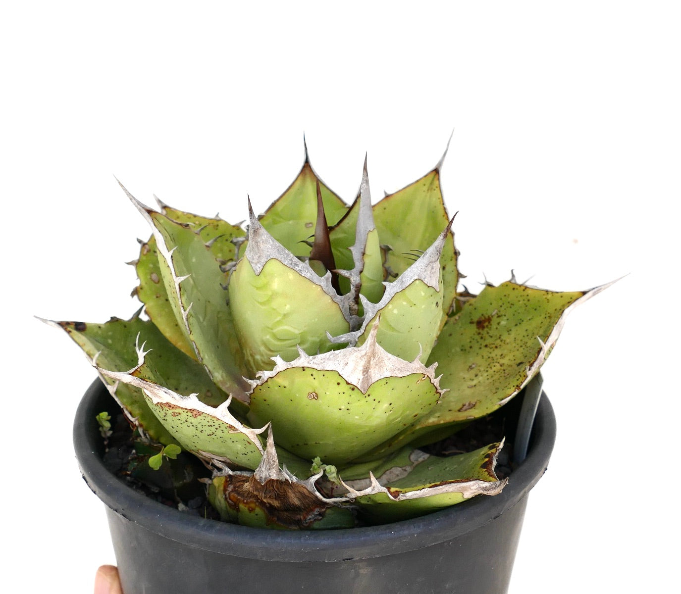 アガベ・オテロイ | Botanical Archive | ユニークな多肉植物を手に