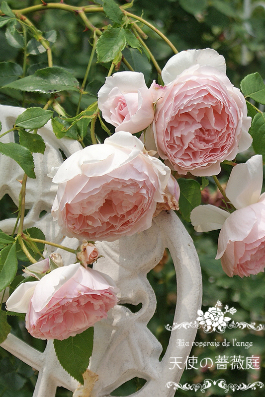 ザ・ウェッジウッド・ローズ（イングリッシュローズ）☆ふわふわ淡い