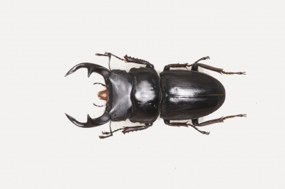 オオクワガタ標本 福島 | クワガタ飼育日記