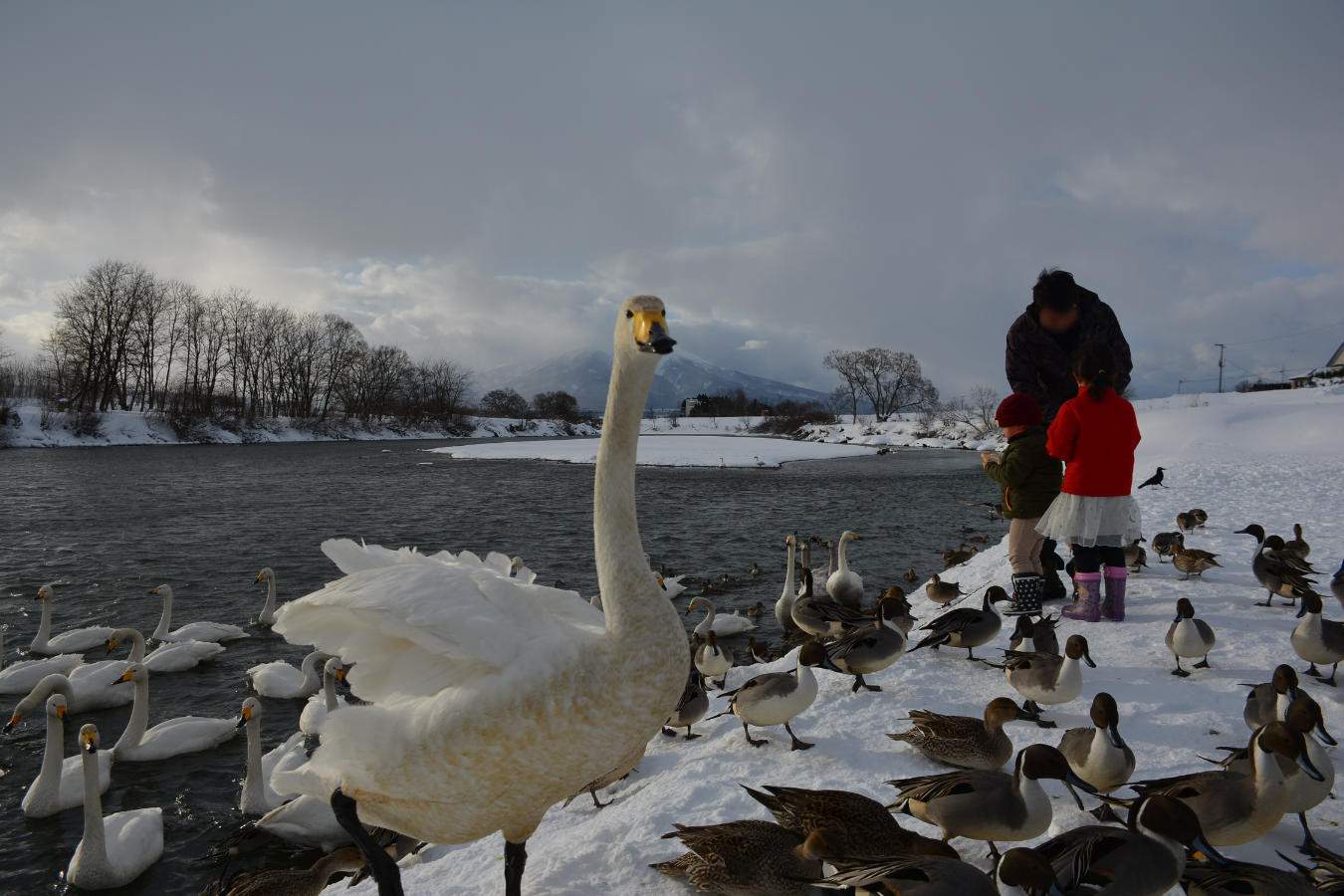 藤崎町白鳥ふれあい広場 2023 - 誰も紹介しない津軽